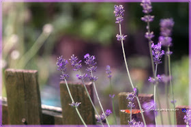 lavender, lavender and bee, lavender and butterfly, lavender candles, lawenda, owady na lawendzie, lawendowe świeczki, decoupage na słoikach