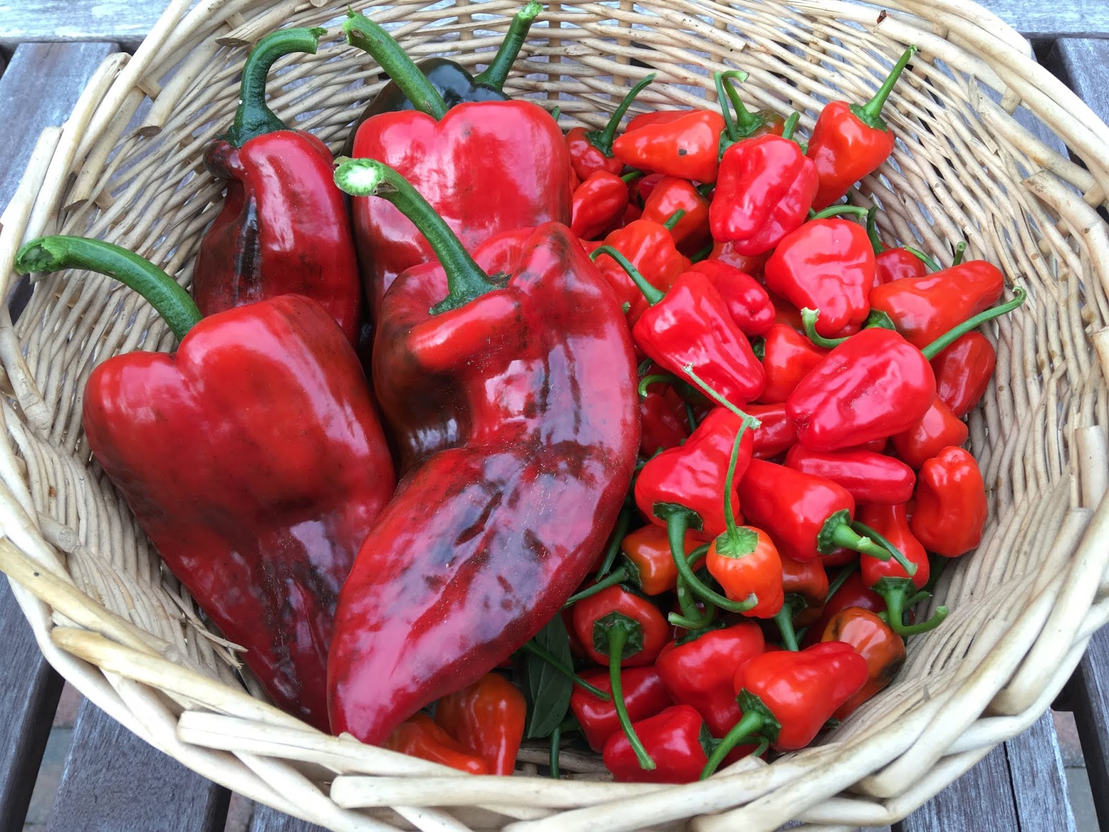 Protect Your Garden with Chicken Heart Hot Peppers and Natural Predators