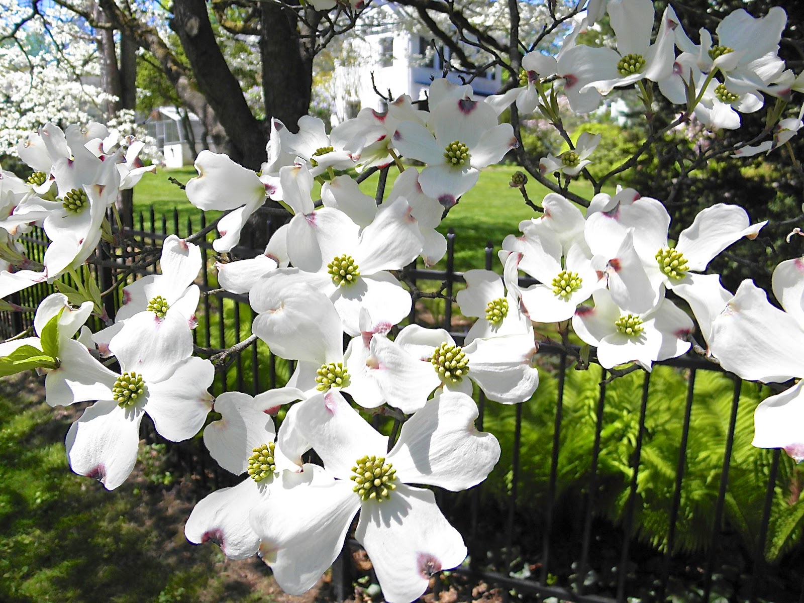 Dogwoods in May