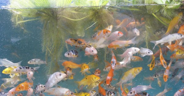 koi fry swimming