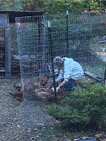 how to raise chickens for eggs