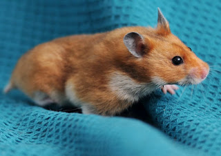  gambar  hamster  lucu Apick Aw0x z
