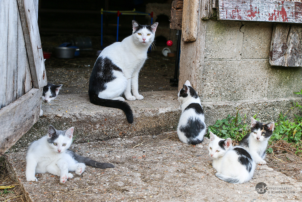 Farm Cats &amp; Kittens Part 1 The not so secret life of A