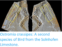 https://sciencythoughts.blogspot.com/2017/12/ostromia-crassipes-second-species-of.html