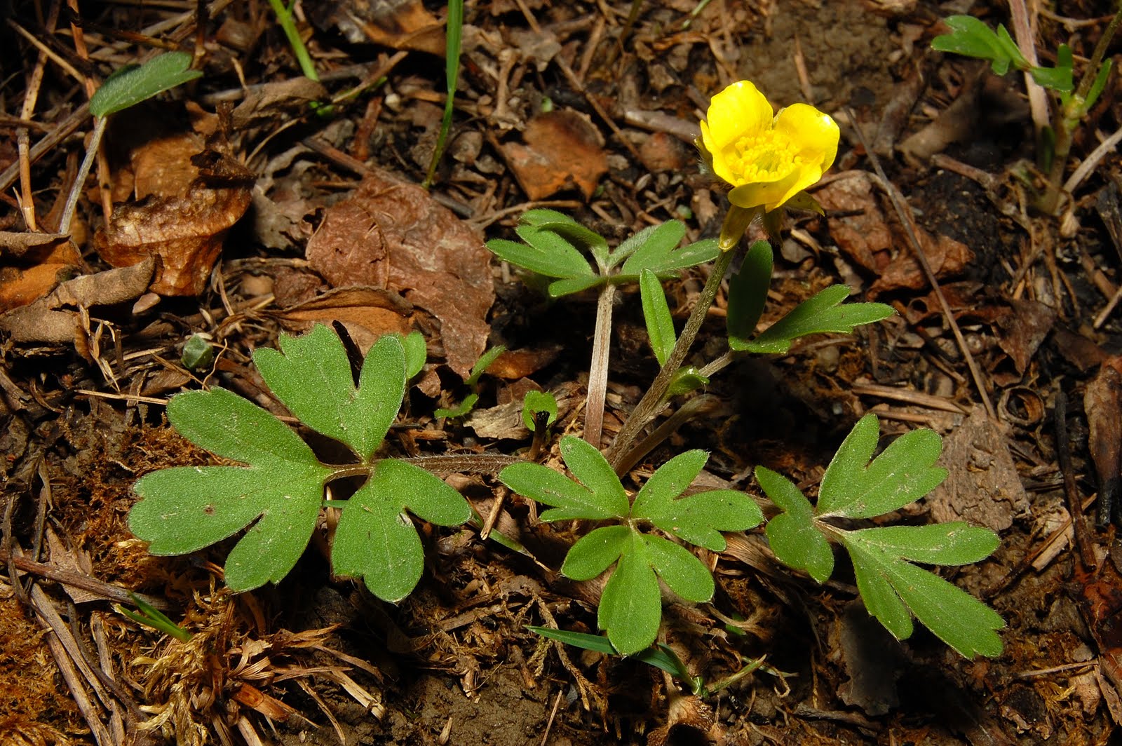 Get Your Botany On! Plant Quiz Solved! Ranunculus fascicularis, Early