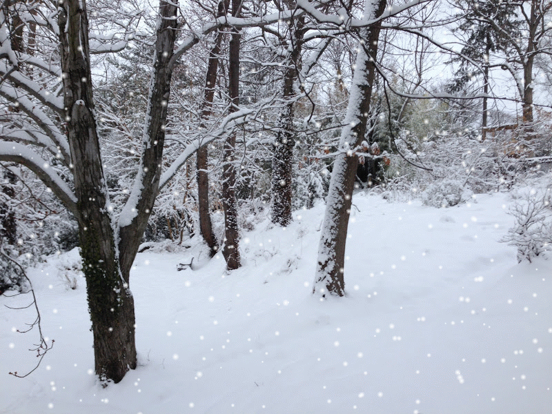 Terrierman's Daily Dose: Snow Animation
