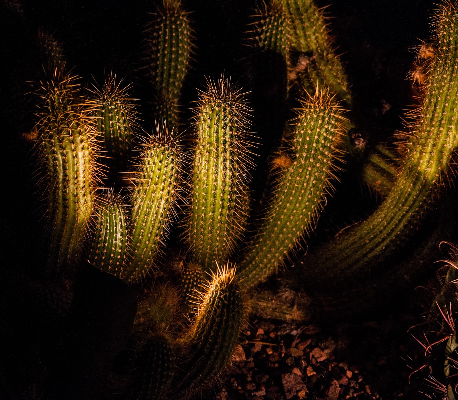 Walking Arizona Cactus at night