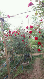 cây hoa hồng leo hải phòng