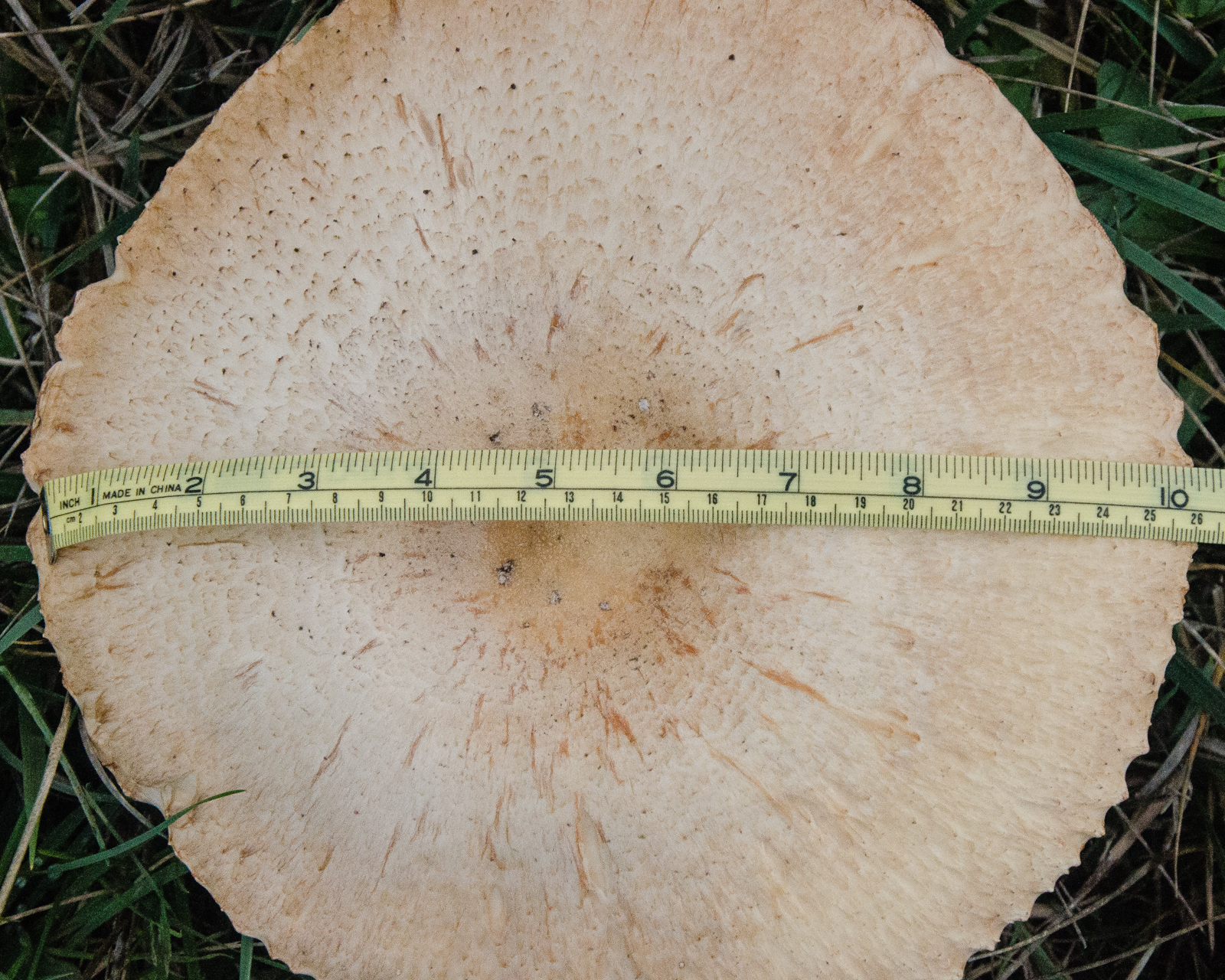 Pacific Northwest Photography Giant Mushrooms