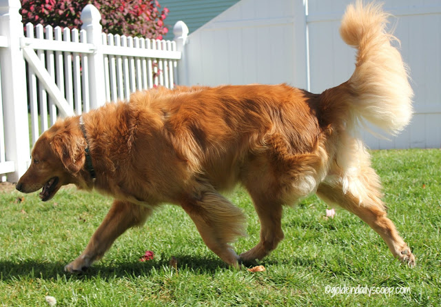 5 Signs of Wellness In Your Dog #WellnessPet #ad providing your senior dog with quality ingredients with wellness dog food