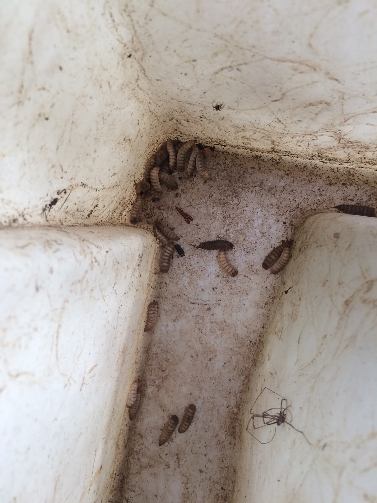 We Love Texas: Grubs