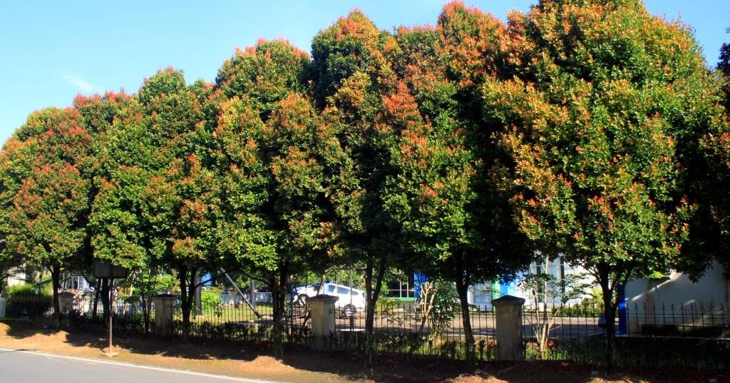 Kenapa Pucuk Merah Cocok untuk Taman Rumah Anda - Desain Lanskap