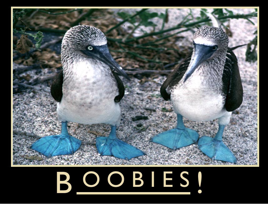Will the Blue-footed Boobie work for you? boobie pics? 