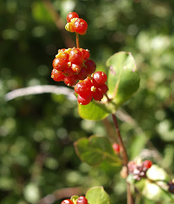 Frutos rojos de Madreselva (Lonicera caprifolium)