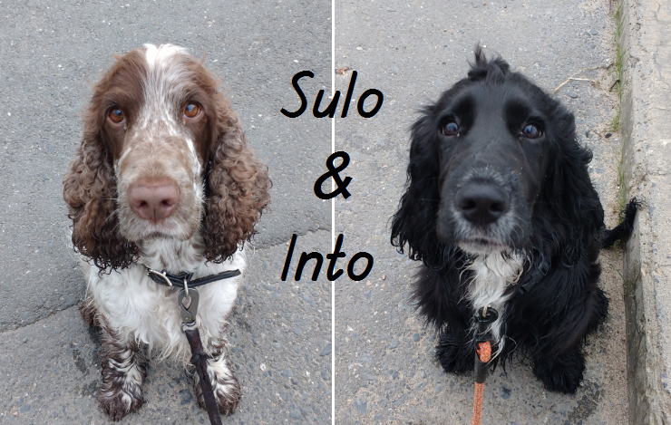 Sulo & Into