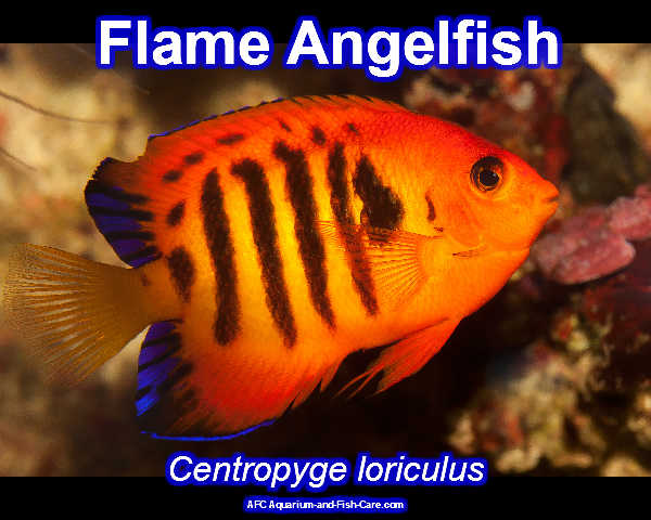 aquarium and fish care