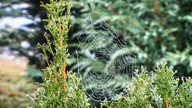 Spider web, dancing spider web, spider web in morning sun, Spider web morning dew, dew, morning, morning dew, 