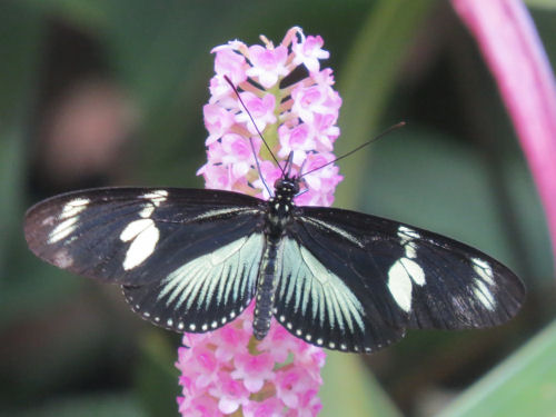 Heliconius hewitsoni