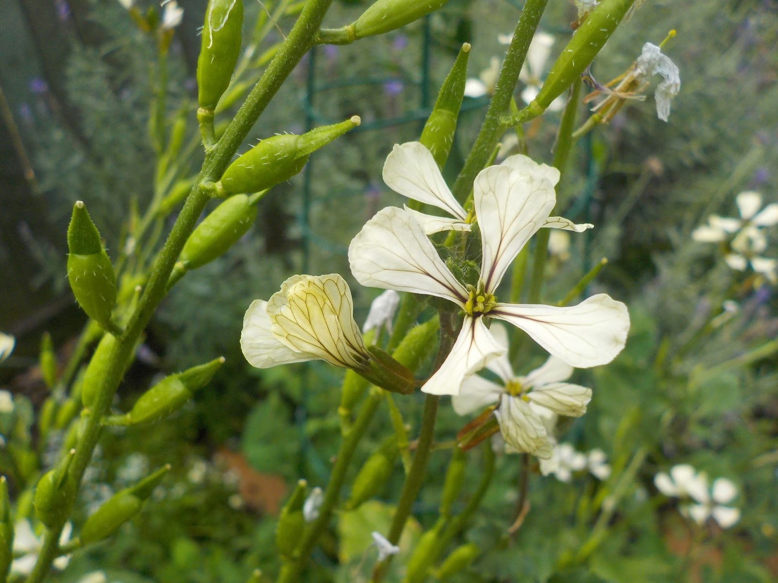 a hopeful nature Rocket Flowers