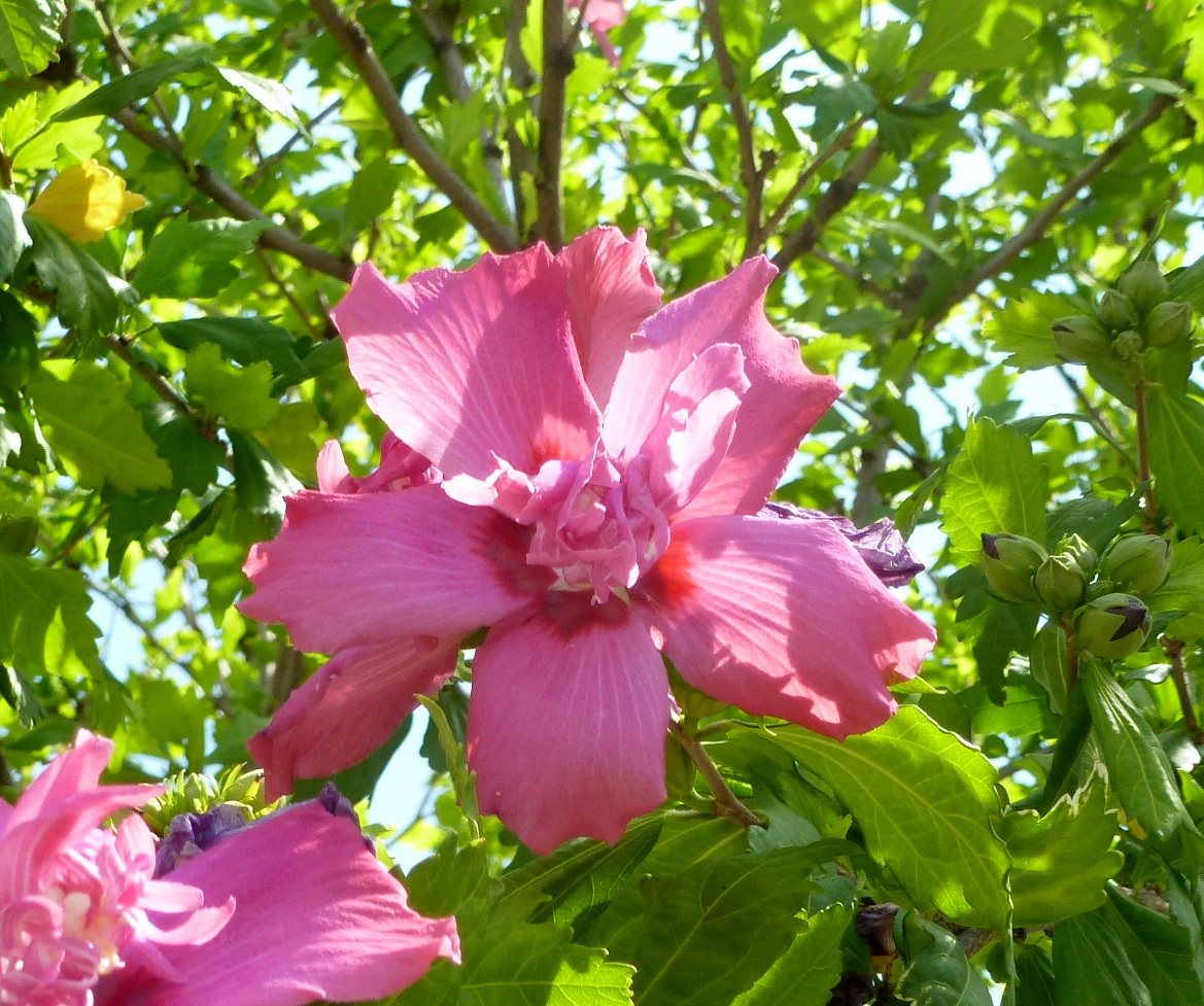Arbol Rosa De Siria Altea Plantas Arboles Altea