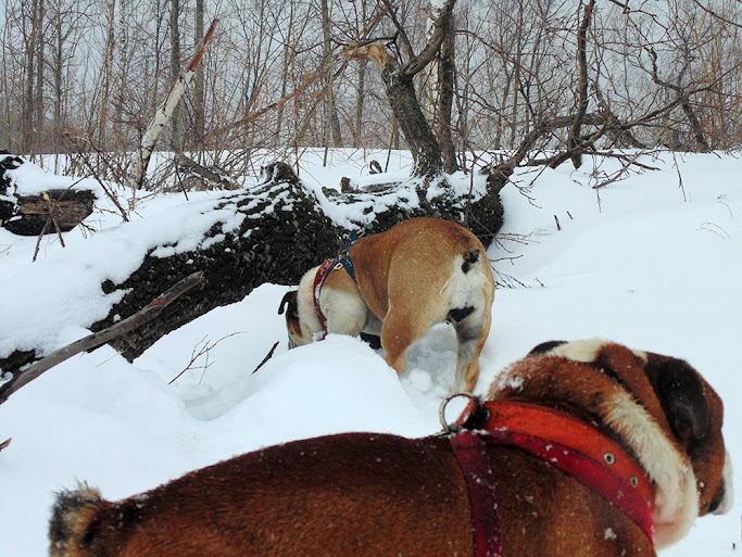Два английских бульдога на горе