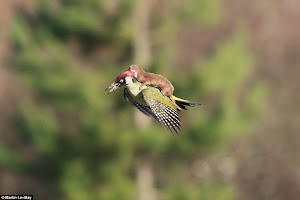 WEASEL HITCHES A RIDE ON A WOODPECKER