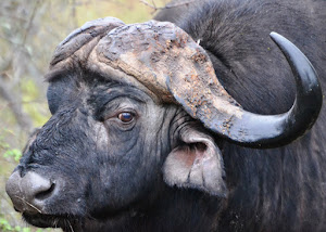 Buffel