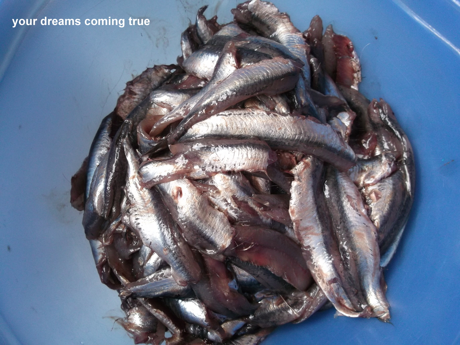 Pickled Anchovy (Gavros In Greek)