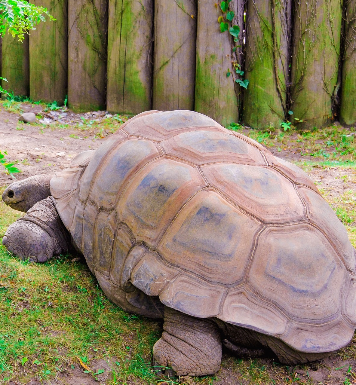 Picture of a giant tortoise - About Wild Animals