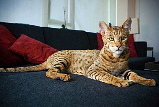 Most Luxurious Cat Breeds Ashera Cats