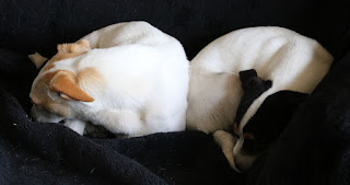 Puppies curling up on the sofa Puppies curling up on the sofa