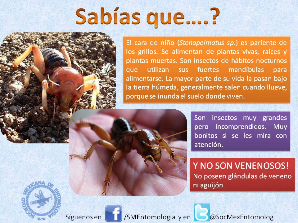 5c English Cara de Niño a misunderstood insect