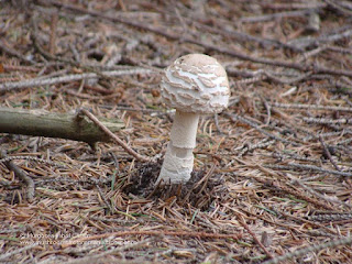 Macrolepiota procera DSC127102