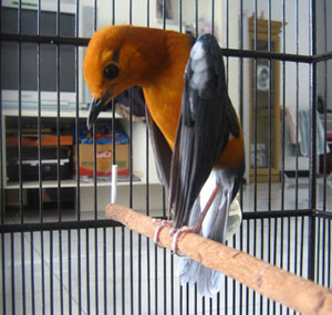 Anis Bird Red Feature Feature And Easy Ways To Distinguish Anis