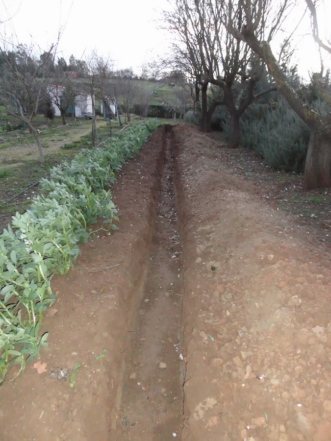 ZANJA (BANCAL) PREPARADO PARA PLANTAR GARRAS DE ESPÁRRAGOS