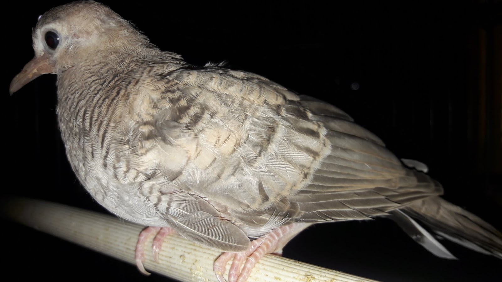 Kitat Mas Bird Farm 085 64 8080 404 Karangpuri Wonoayu