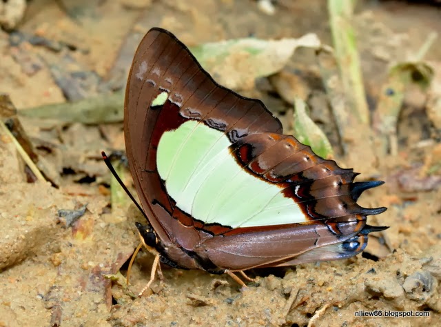 The Forested Path (and Beyond) BUTTERFLIES of RAUB The Malayan Nawab