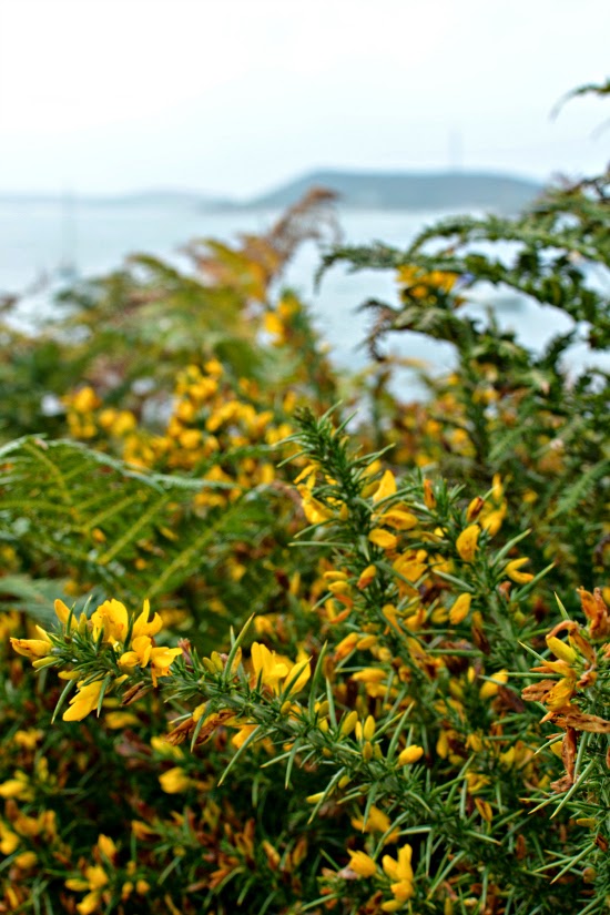 Yellow flowers on Tresco coastal path