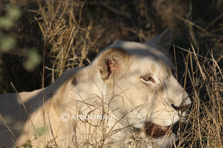 Fondos De Leones Imagenes Leones