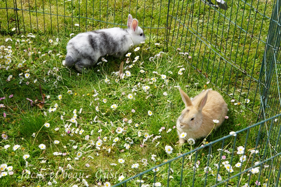 Facile Et Beau Gusta Provisorischer Kaninchenauslauf