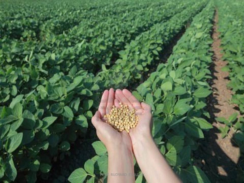 PROFESOR RUDYARD ESQUIVO: GEOGRAFÍA: CIRCUITO DE LA SOJA EN URUGUAY