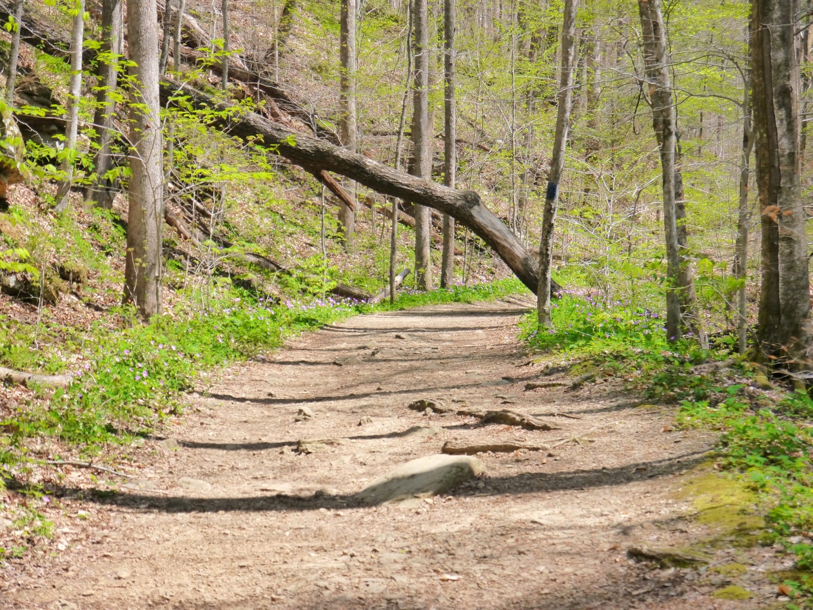 American Travel Journal Debord Falls Frozen Head State Park