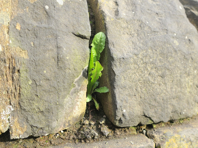 Small dandelion between stones on top of wall.