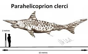 Parahelicoprion