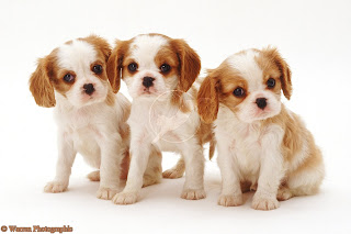 Cute Puppy Dogs: king charles spaniel puppies