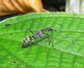 Mimicry. An assassin bug that mimic Diacamma ants