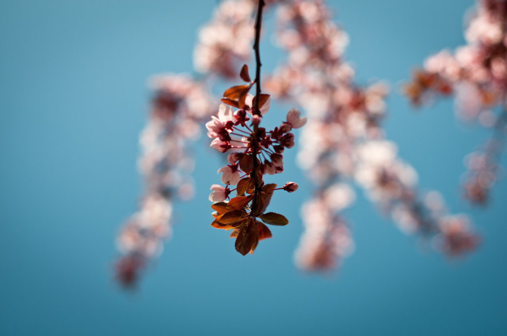 Free Wallpaper: Summer Flower Wallpaper HQ