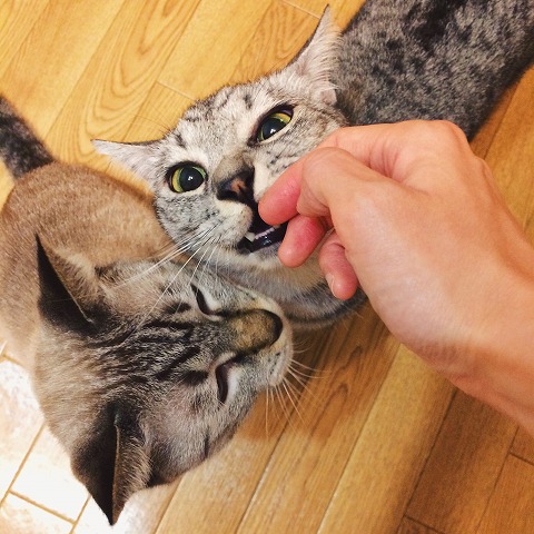 指先に群がるサバトラ猫とシャムトラ猫