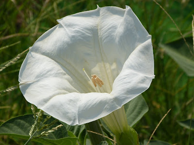 [最も欲しかった] アメリカ チョウセン アサガオ 122495