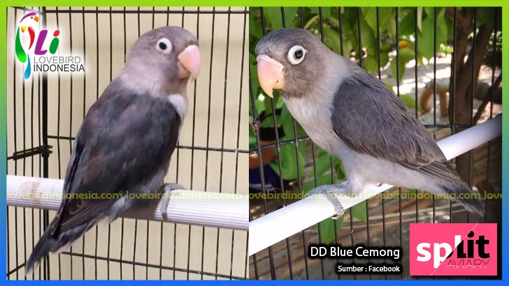 Pengertian Lovebird Hybrid Dan Ciri Ciri Nya